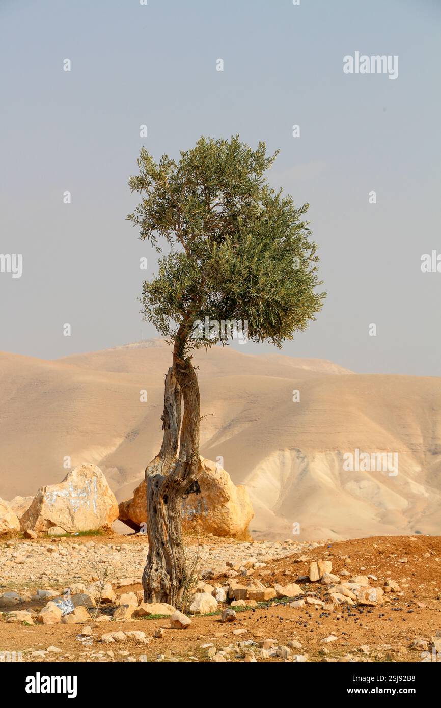 Agriculture ajustée par le désert un olivier déchiré et souffrant dans le désert aride photographié dans le désert du Néguev, en Israël Banque D'Images
