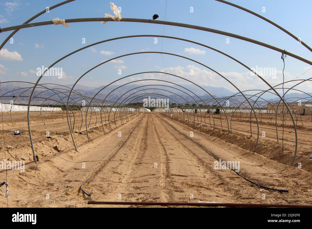 Agriculture ajustée dans le désert culture de tomates dans des serres photographiées dans le désert du Néguev, Israël Banque D'Images