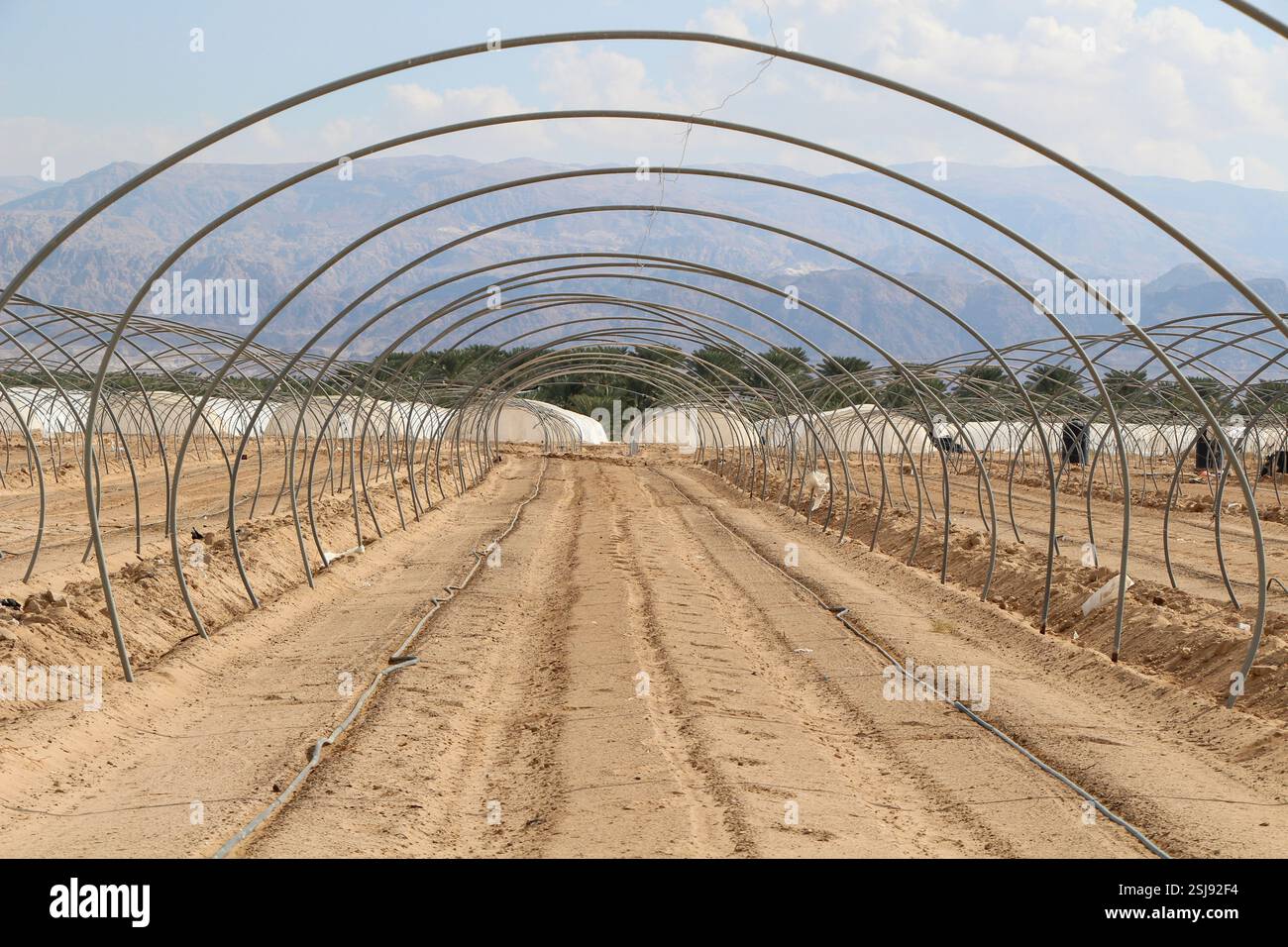 Agriculture ajustée dans le désert culture de tomates dans des serres photographiées dans le désert du Néguev, Israël Banque D'Images