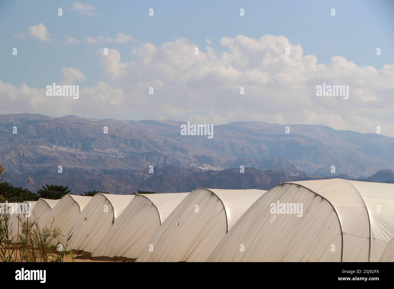 Agriculture ajustée dans le désert culture de tomates dans des serres photographiées dans le désert du Néguev, Israël Banque D'Images