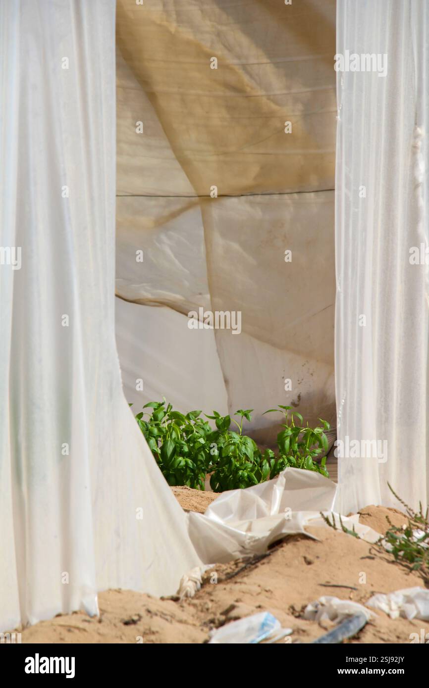 Agriculture ajustée dans le désert culture de tomates dans des serres photographiées dans le désert du Néguev, Israël Banque D'Images