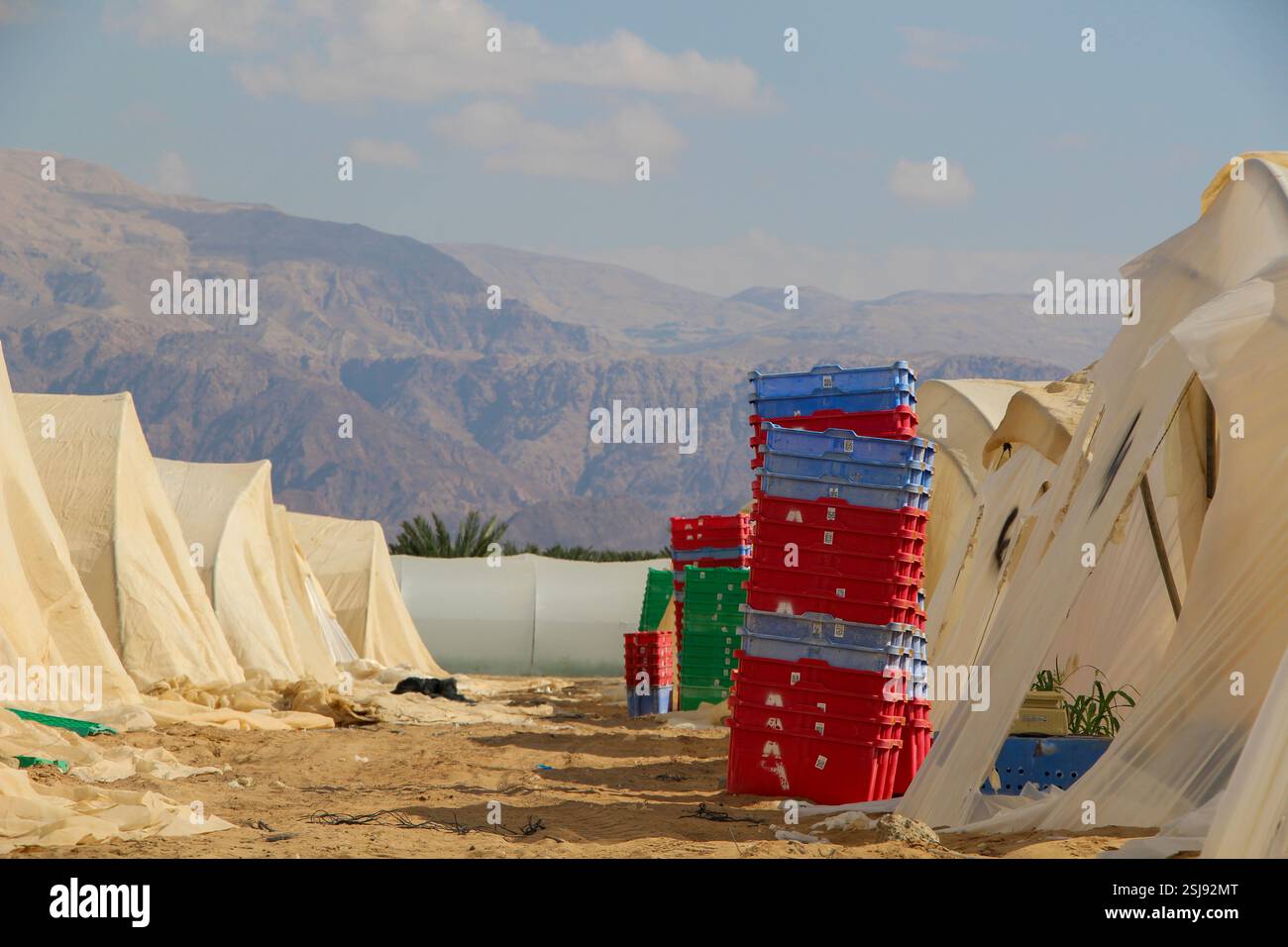 Agriculture ajustée dans le désert culture de tomates dans des serres photographiées dans le désert du Néguev, Israël Banque D'Images