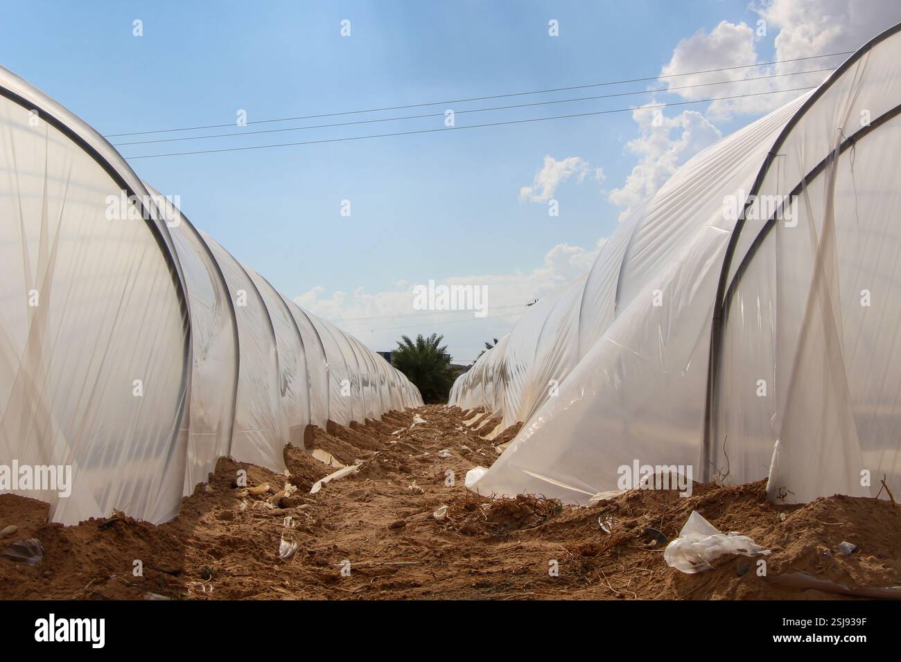 Agriculture ajustée dans le désert culture de tomates dans des serres photographiées dans le désert du Néguev, Israël Banque D'Images