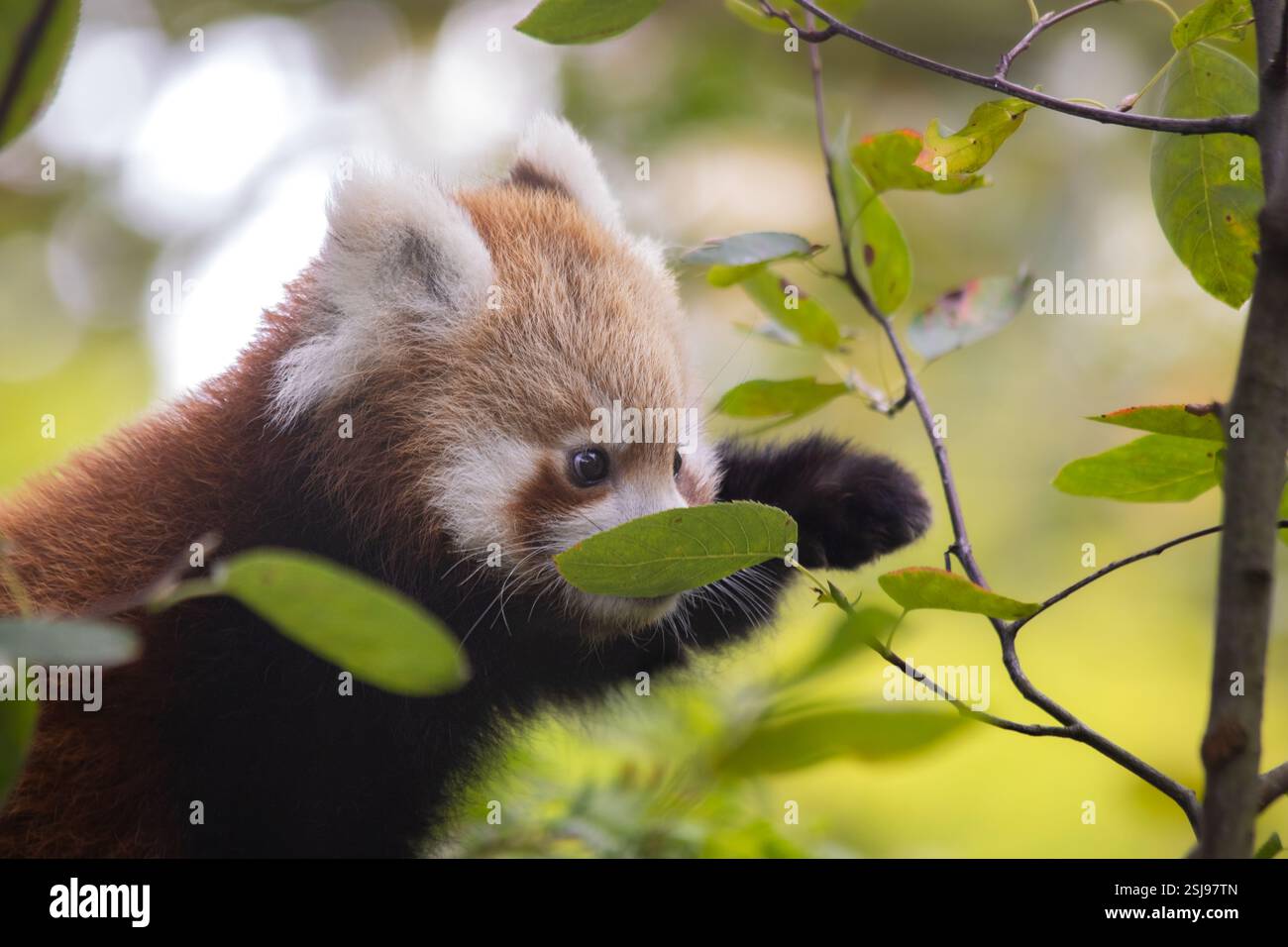 Un bébé panda rouge grimpe à un arbre et cherche des feuilles à manger. Banque D'Images
