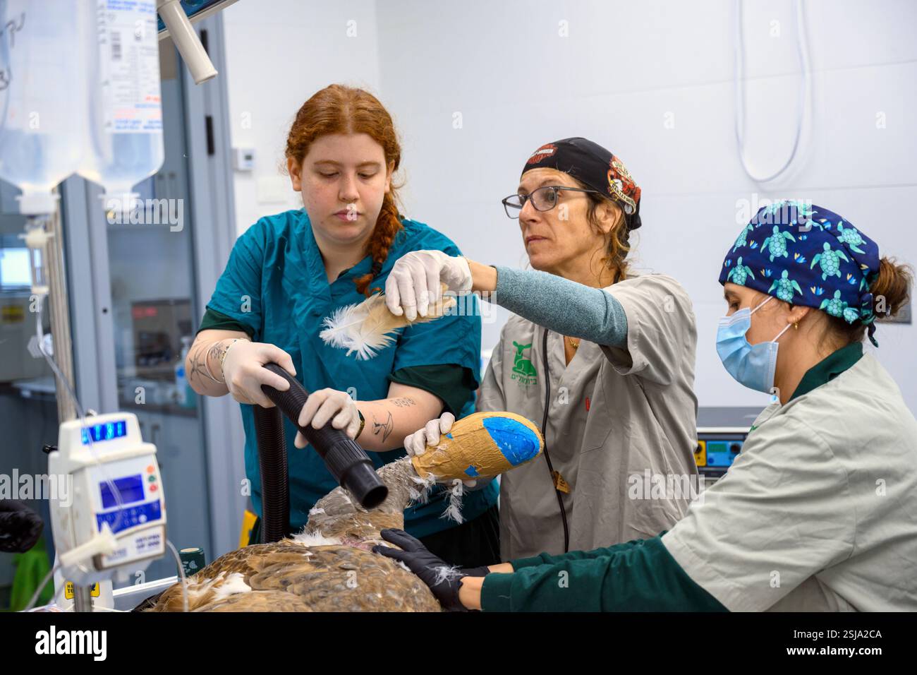 Le personnel chirurgical vétérinaire ampute l'aile d'un vautours griffon eurasien (Gyps fulvus) plumer et retirer les plumes autour du Banque D'Images