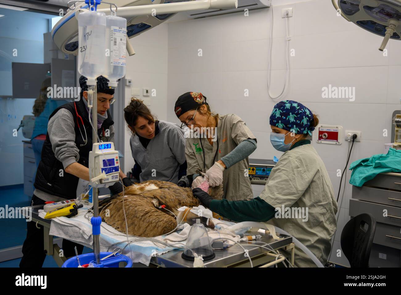 Le personnel chirurgical vétérinaire ampute l'aile d'un vautours griffon eurasien (Gyps fulvus) plumer et retirer les plumes autour du Banque D'Images
