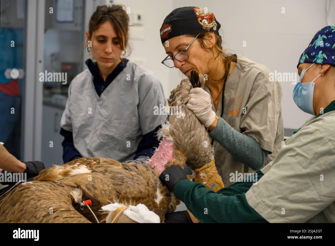 Le personnel chirurgical vétérinaire ampute l'aile d'un vautours griffon eurasien (Gyps fulvus) plumer et retirer les plumes autour du Banque D'Images
