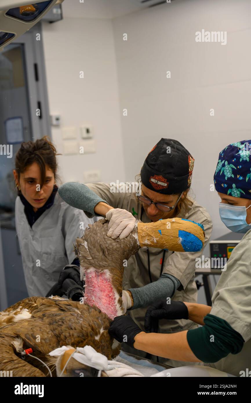 Le personnel chirurgical vétérinaire ampute l'aile d'un vautours griffon eurasien (Gyps fulvus) plumer et retirer les plumes autour du Banque D'Images