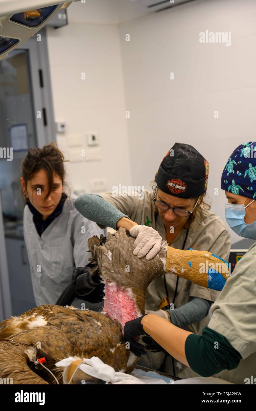 Le personnel chirurgical vétérinaire ampute l'aile d'un vautours griffon eurasien (Gyps fulvus) plumer et retirer les plumes autour du Banque D'Images