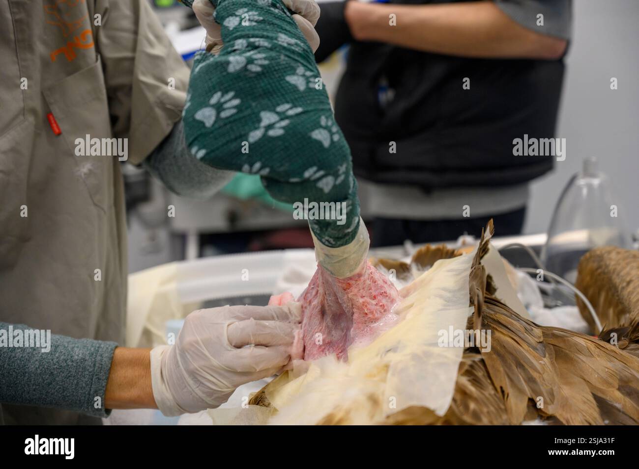 Le personnel chirurgical vétérinaire ampute l'aile d'un vautours griffon eurasien (Gyps fulvus) plumer et retirer les plumes autour du Banque D'Images