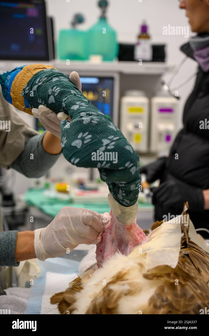 Le personnel chirurgical vétérinaire ampute l'aile d'un vautours griffon eurasien (Gyps fulvus) plumer et retirer les plumes autour du Banque D'Images