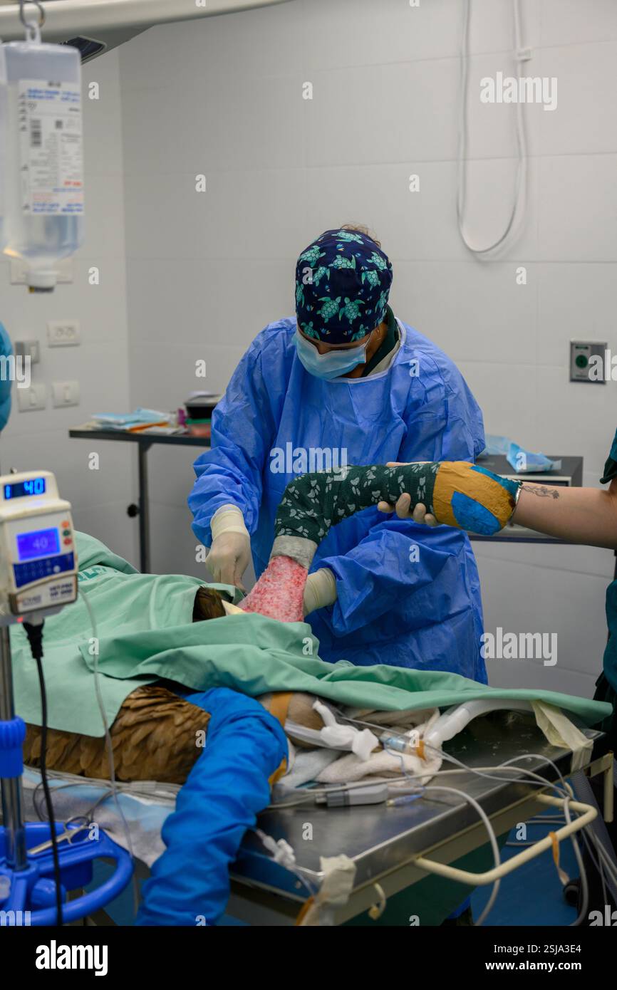 Le personnel chirurgical vétérinaire ampute l'aile d'un vautour griffon eurasien (Gyps fulvus) les chirurgiens vétérinaires dans un environnement stérile sont cutti Banque D'Images
