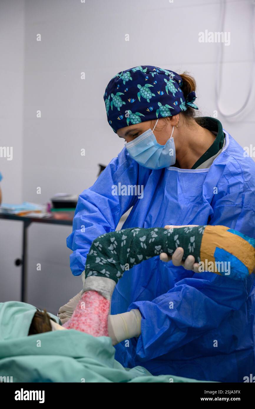 Le personnel chirurgical vétérinaire ampute l'aile d'un vautour griffon eurasien (Gyps fulvus) les chirurgiens vétérinaires dans un environnement stérile sont cutti Banque D'Images