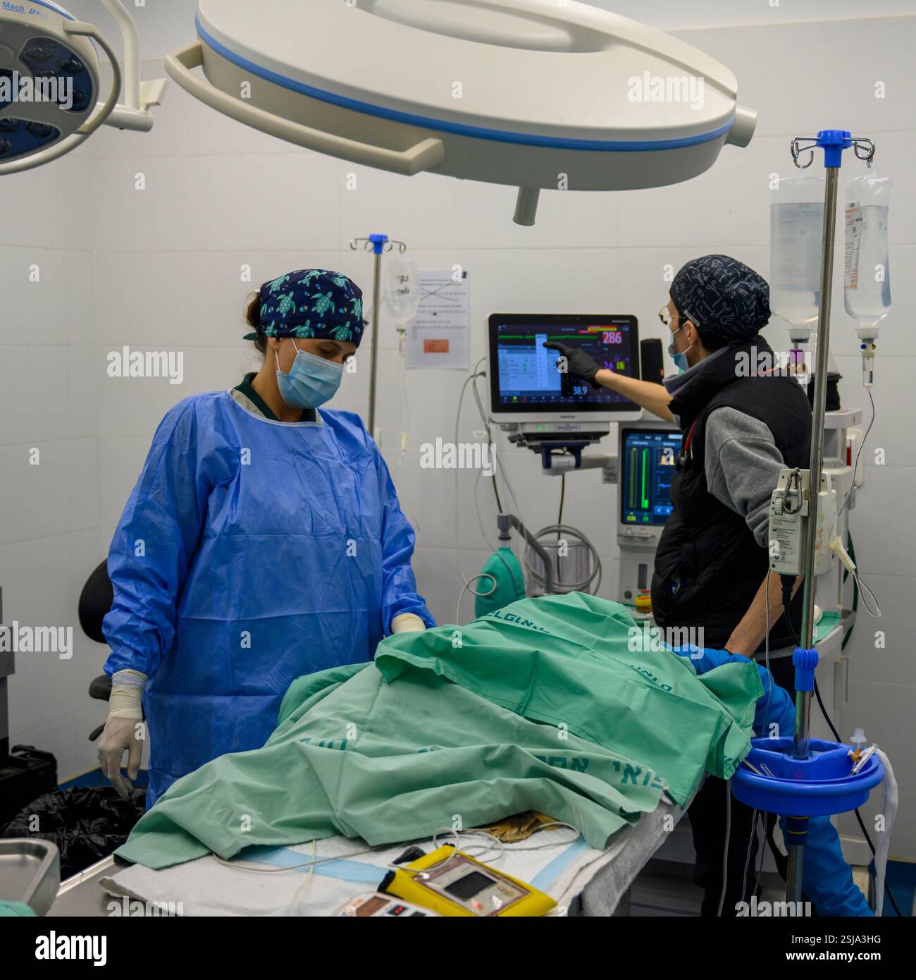 Le personnel chirurgical vétérinaire ampute l'aile d'un vautour griffon eurasien (Gyps fulvus) les chirurgiens vétérinaires dans un environnement stérile sont cutti Banque D'Images