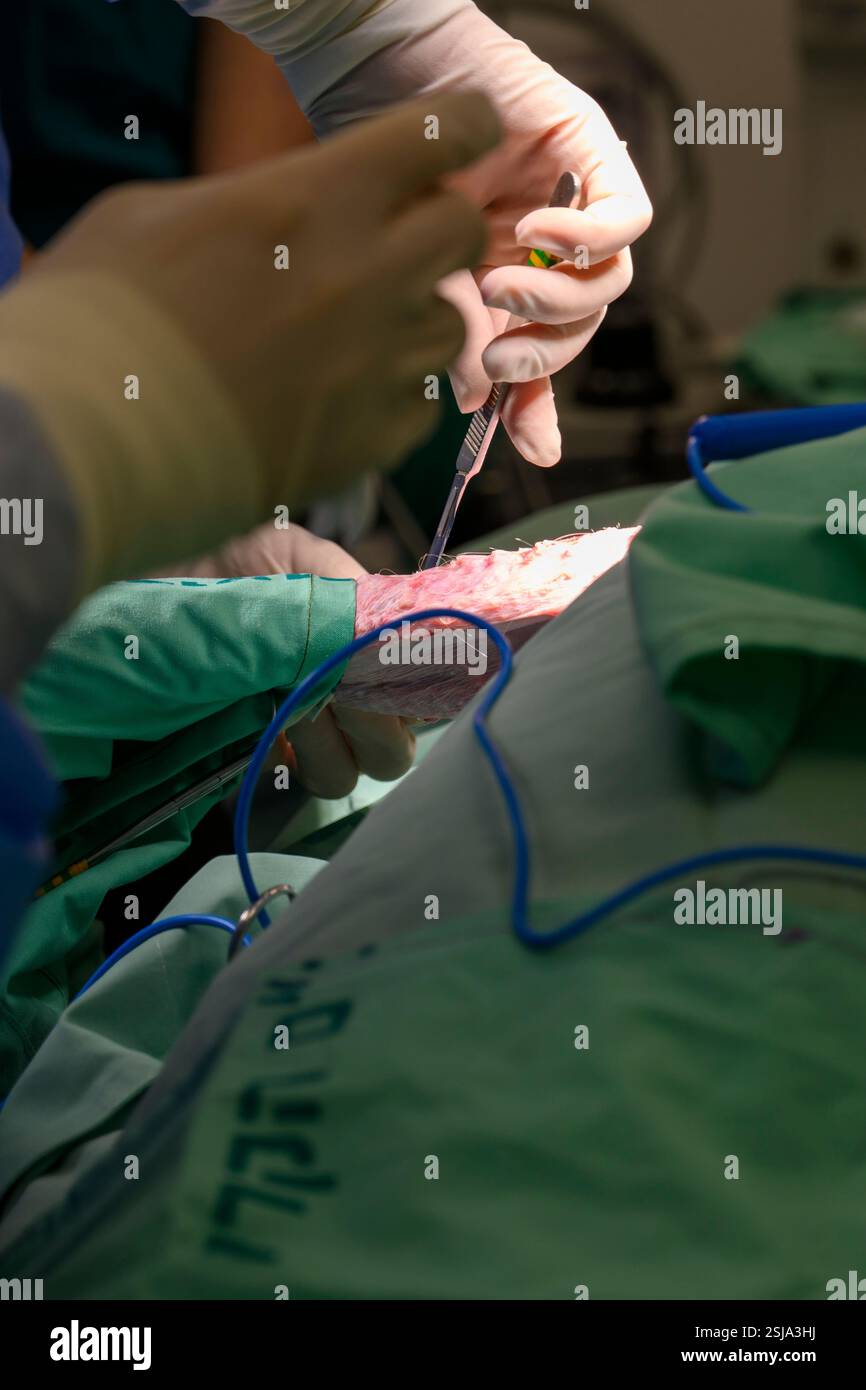 Le personnel chirurgical vétérinaire ampute l'aile d'un vautour griffon eurasien (Gyps fulvus) les chirurgiens vétérinaires dans un environnement stérile sont cutti Banque D'Images