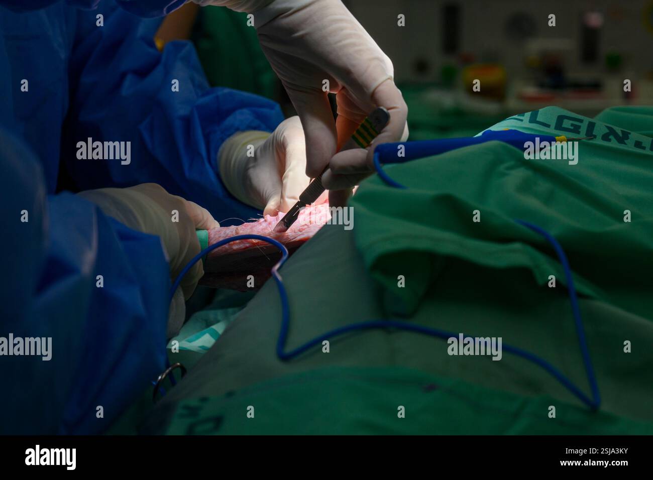 Le personnel chirurgical vétérinaire ampute l'aile d'un vautour griffon eurasien (Gyps fulvus) les chirurgiens vétérinaires dans un environnement stérile sont cutti Banque D'Images