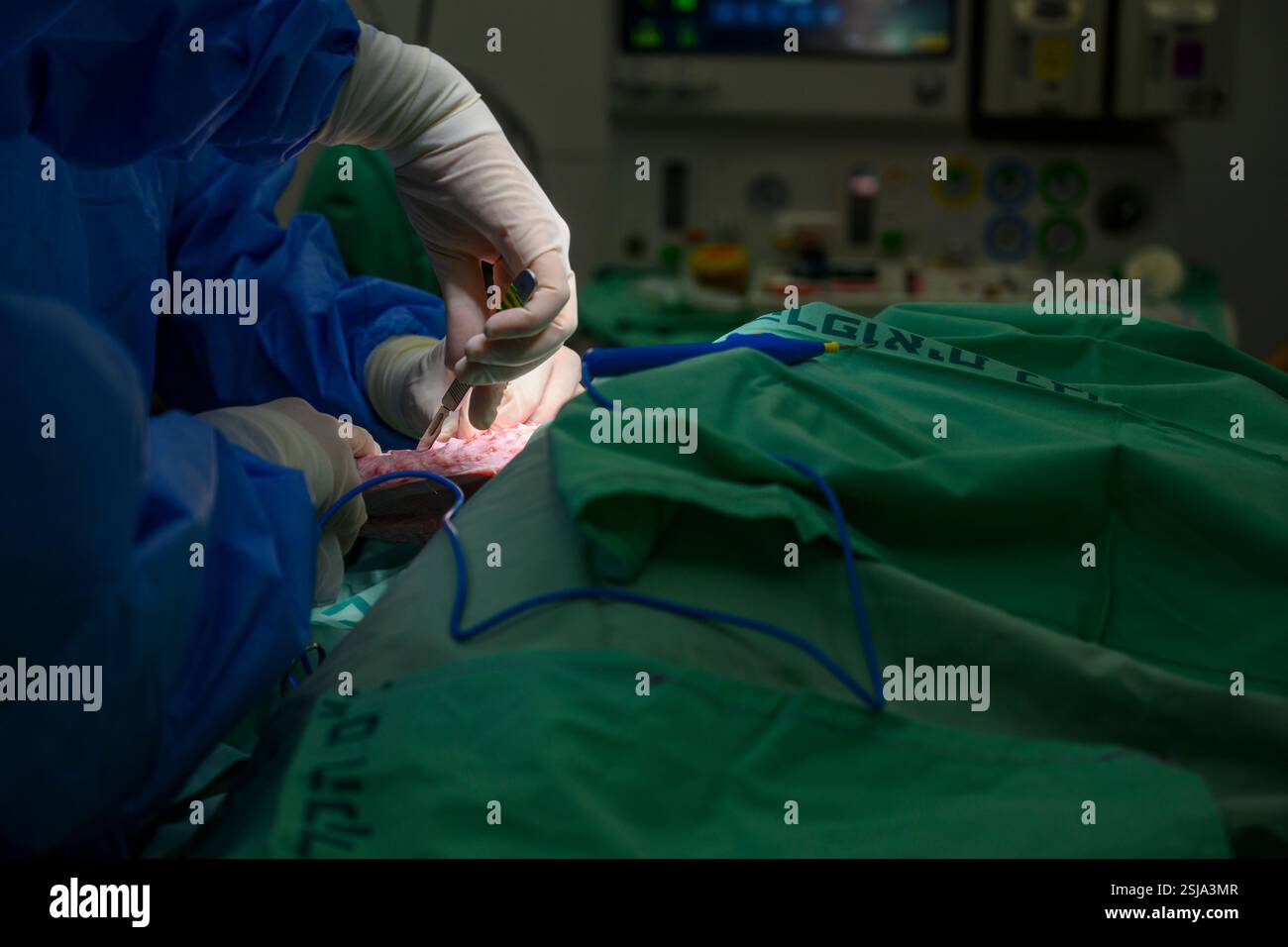 Le personnel chirurgical vétérinaire ampute l'aile d'un vautour griffon eurasien (Gyps fulvus) les chirurgiens vétérinaires dans un environnement stérile sont cutti Banque D'Images