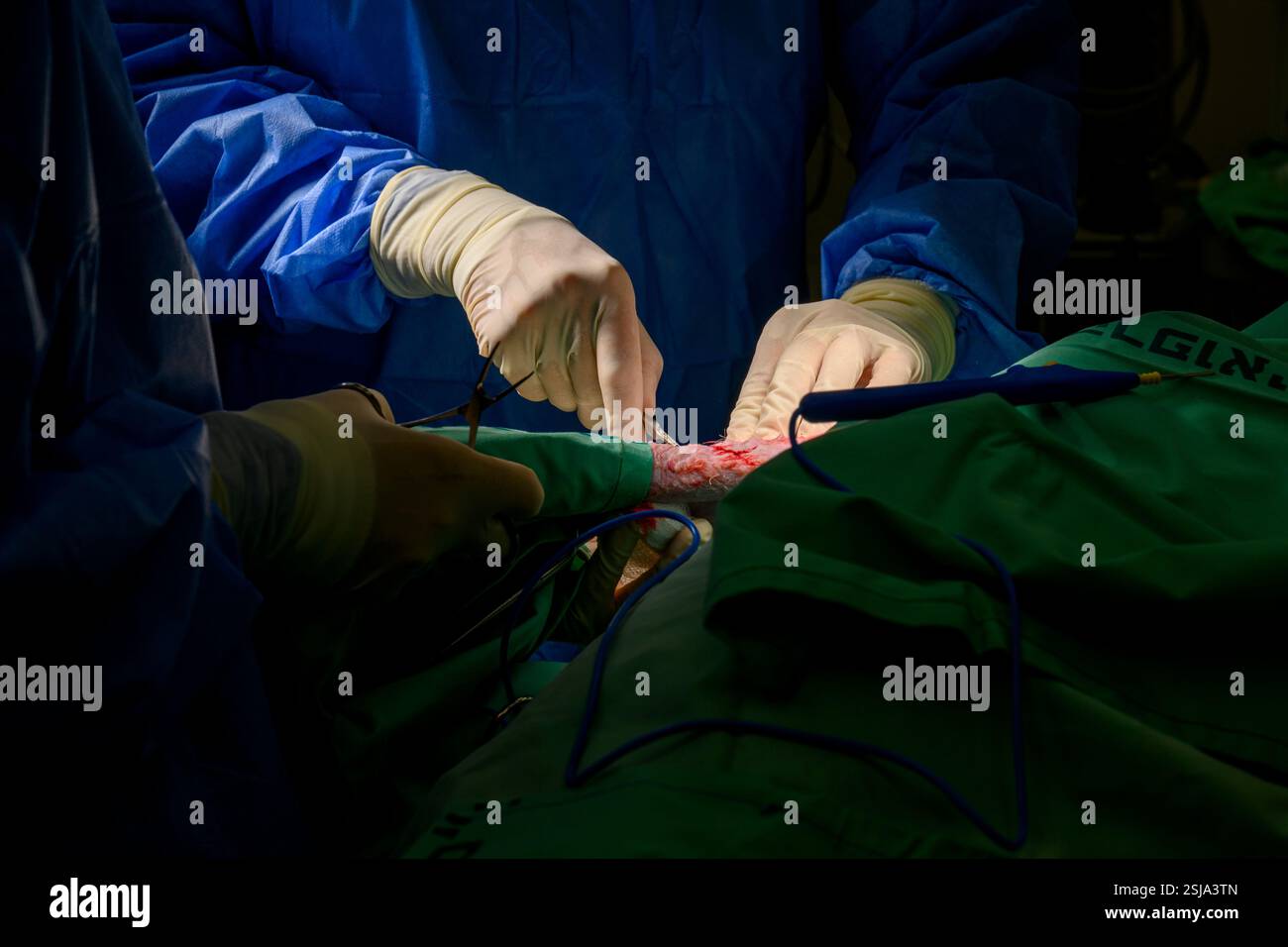 Le personnel chirurgical vétérinaire ampute l'aile d'un vautour griffon eurasien (Gyps fulvus) les chirurgiens vétérinaires dans un environnement stérile sont cutti Banque D'Images