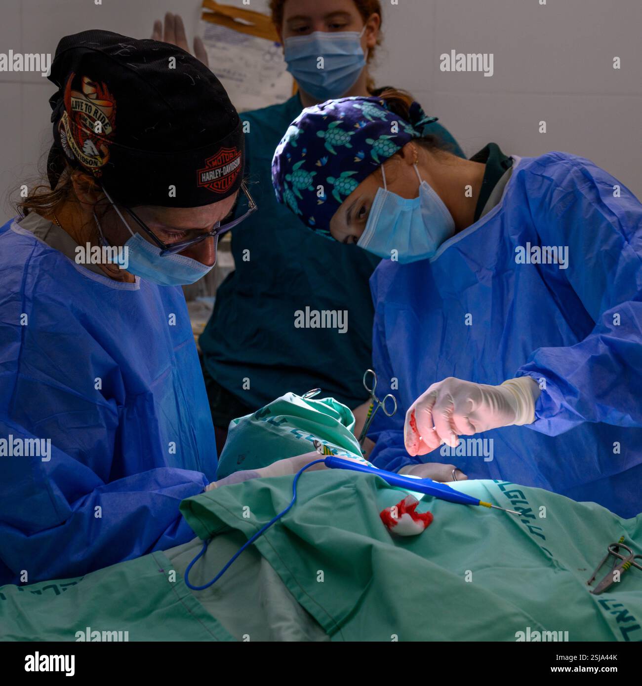 Le personnel chirurgical vétérinaire ampute l'aile d'un vautour griffon eurasien (Gyps fulvus) les chirurgiens vétérinaires dans un environnement stérile sont cutti Banque D'Images