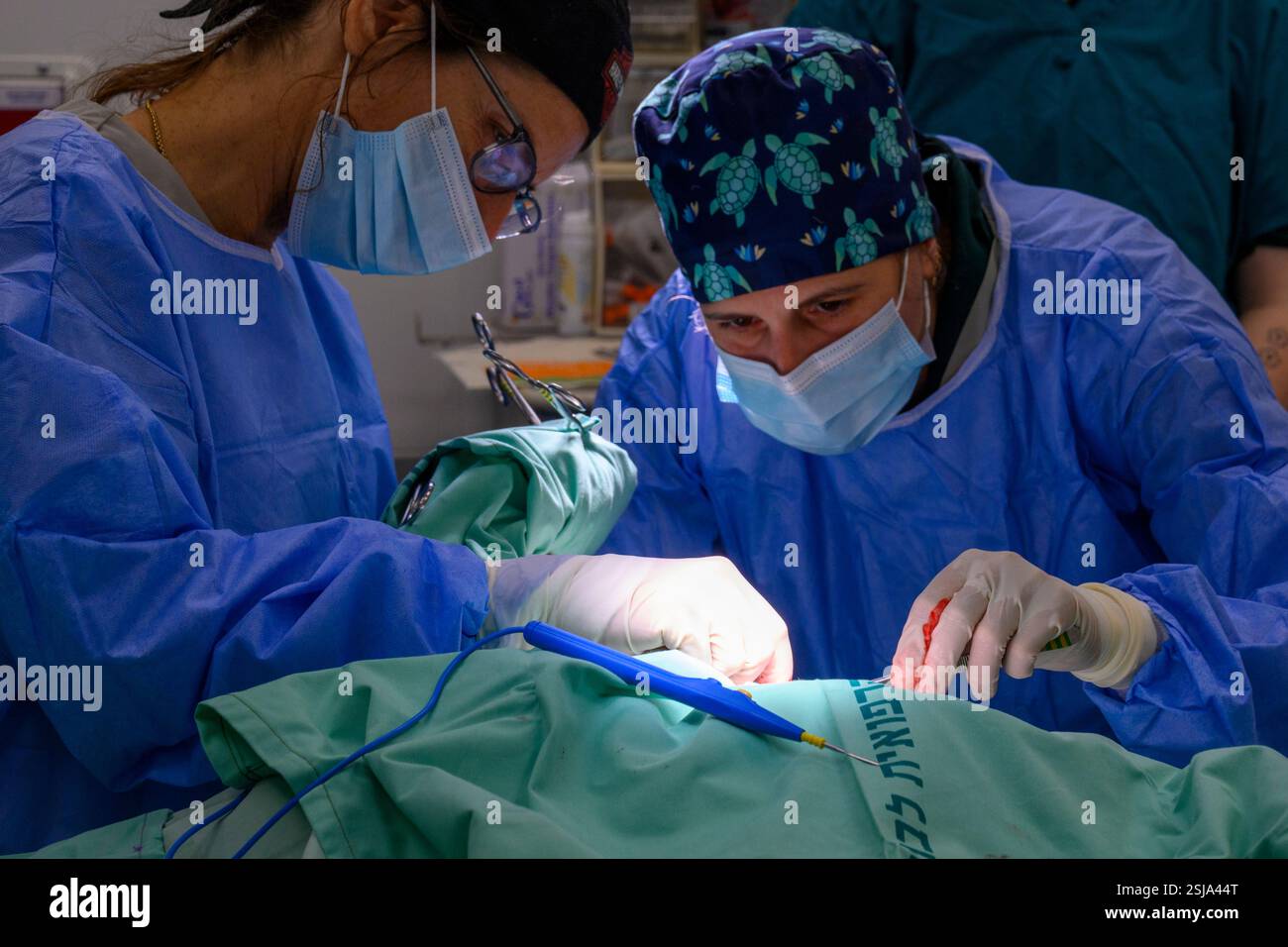 Le personnel chirurgical vétérinaire ampute l'aile d'un vautour griffon eurasien (Gyps fulvus) les chirurgiens vétérinaires dans un environnement stérile sont cutti Banque D'Images