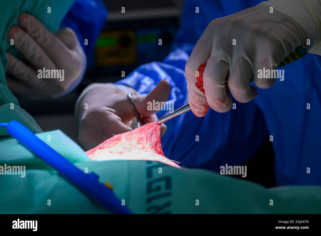 Le personnel chirurgical vétérinaire ampute l'aile d'un vautour griffon eurasien (Gyps fulvus) les chirurgiens vétérinaires dans un environnement stérile sont cutti Banque D'Images