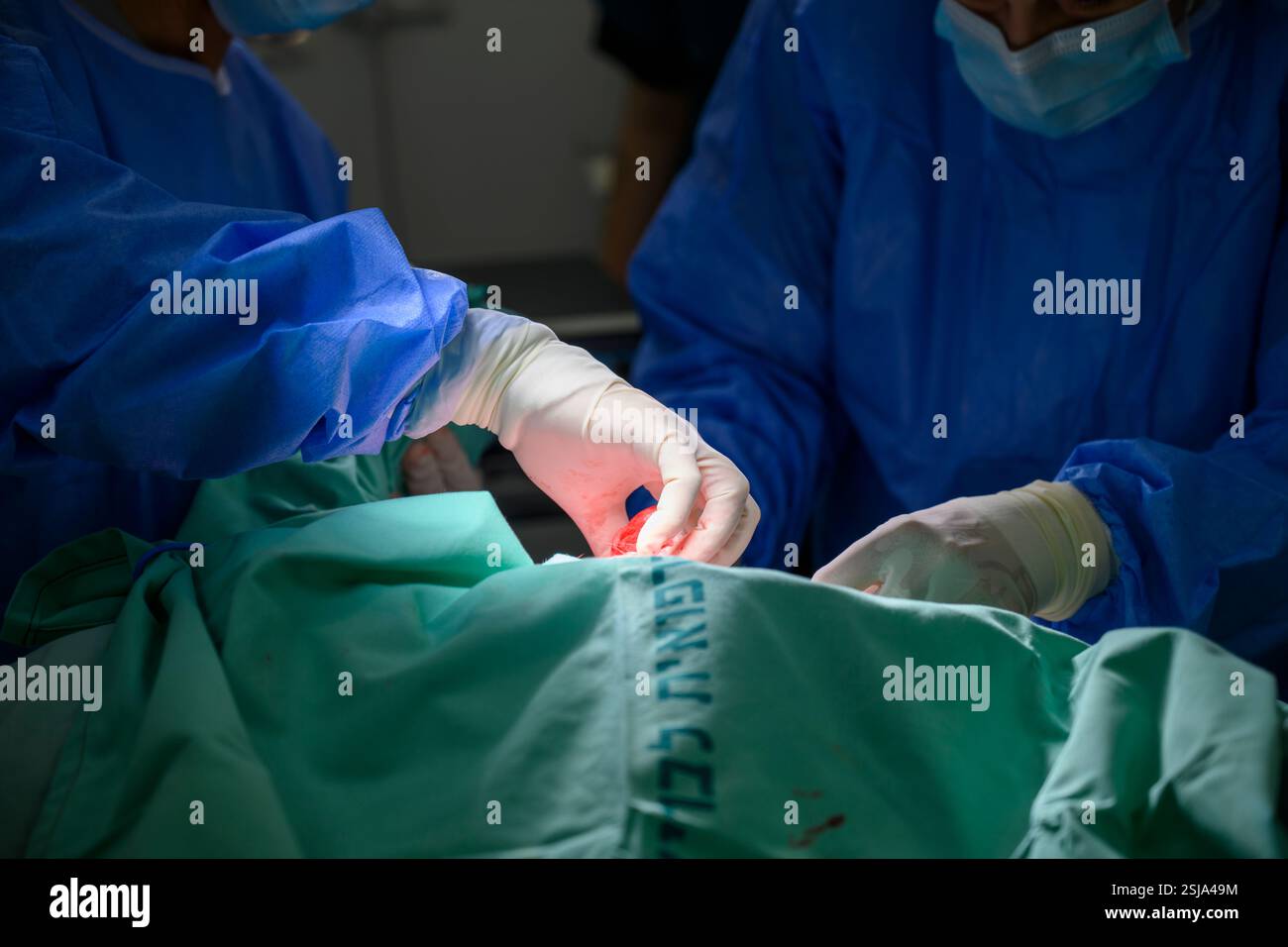 Le personnel chirurgical vétérinaire ampute l'aile d'un vautour griffon eurasien (Gyps fulvus) les chirurgiens vétérinaires dans un environnement stérile sont cutti Banque D'Images