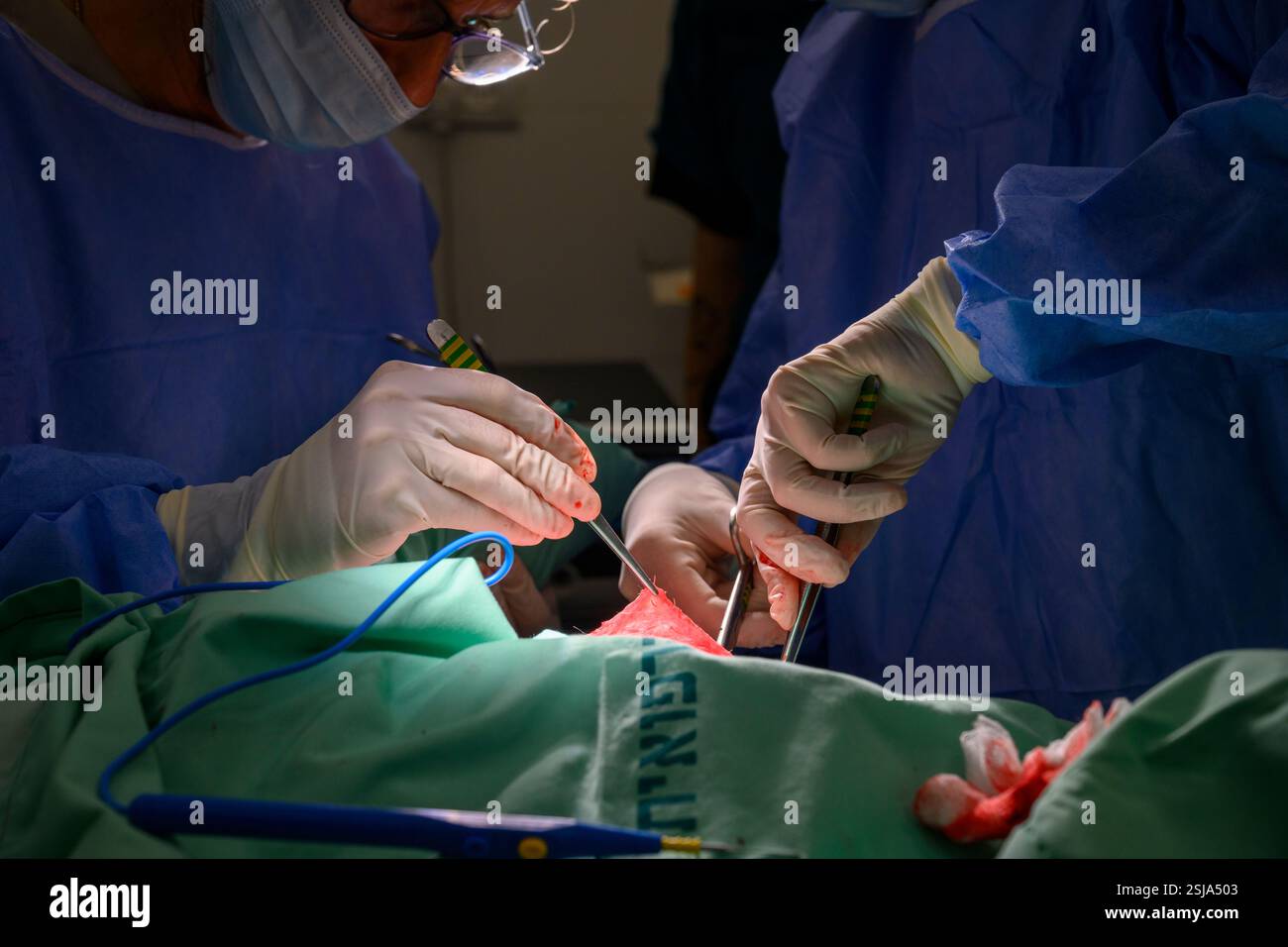 Le personnel chirurgical vétérinaire ampute l'aile d'un vautour griffon eurasien (Gyps fulvus) les chirurgiens vétérinaires dans un environnement stérile sont cutti Banque D'Images