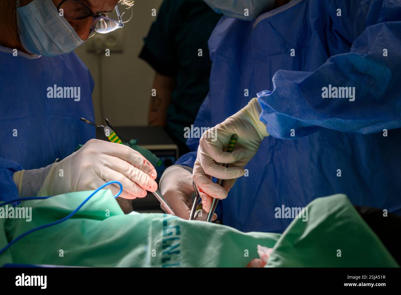 Le personnel chirurgical vétérinaire ampute l'aile d'un vautour griffon eurasien (Gyps fulvus) les chirurgiens vétérinaires dans un environnement stérile sont cutti Banque D'Images