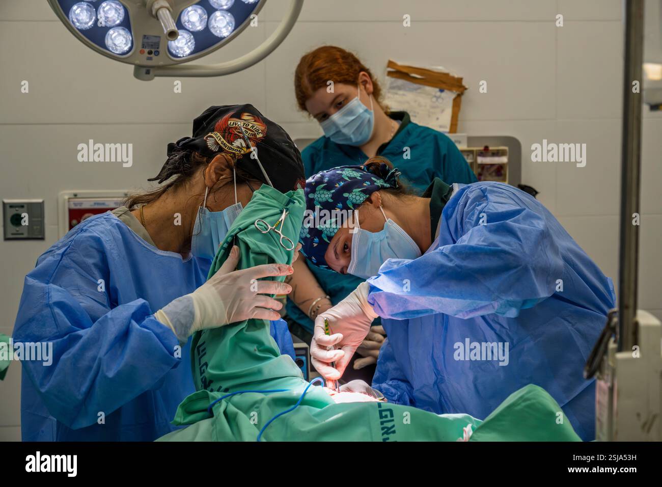 Le personnel chirurgical vétérinaire ampute l'aile d'un vautour griffon eurasien (Gyps fulvus) les chirurgiens vétérinaires dans un environnement stérile sont cutti Banque D'Images