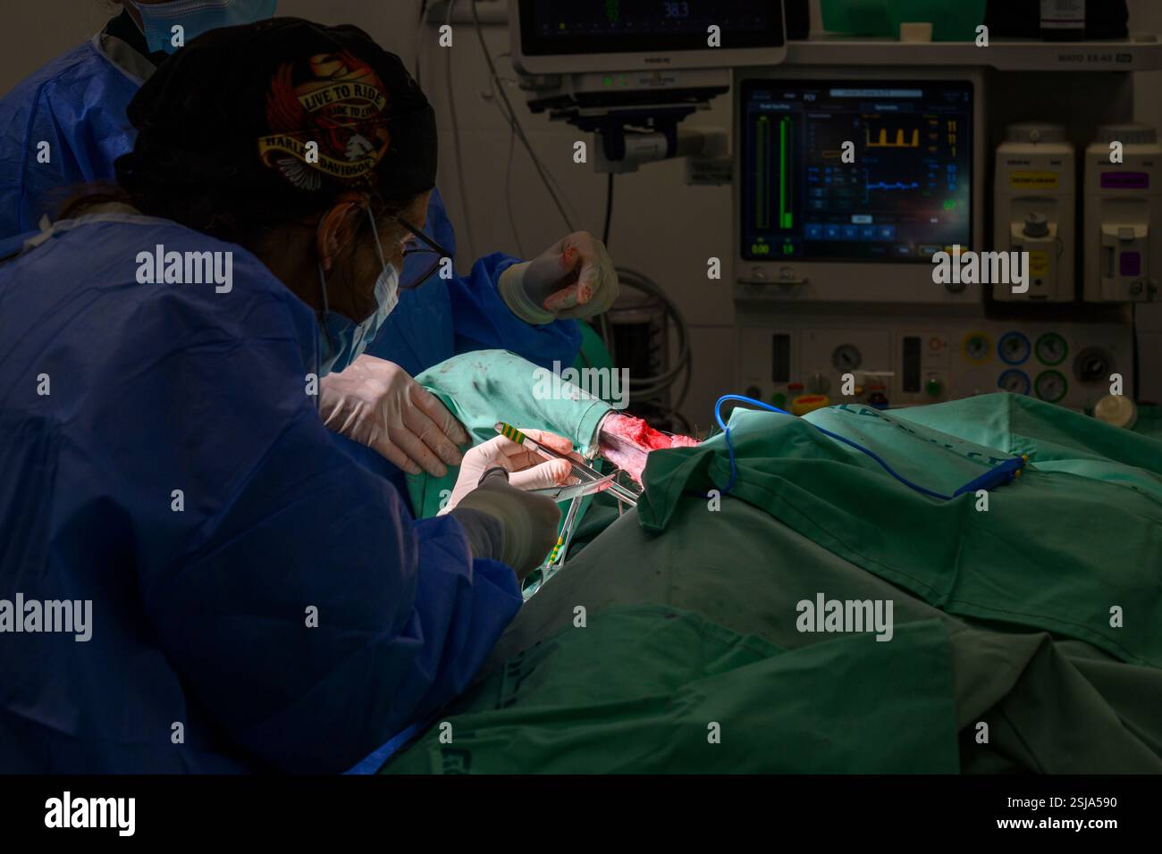 Le personnel chirurgical vétérinaire ampute l'aile d'un vautour griffon eurasien (Gyps fulvus) les chirurgiens vétérinaires dans un environnement stérile sont cutti Banque D'Images