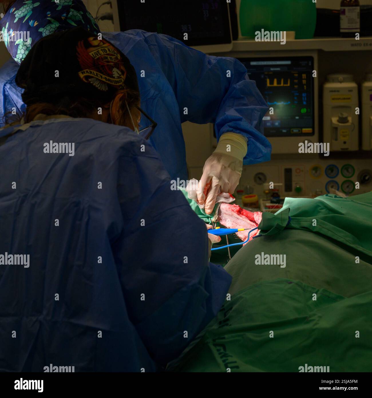 Le personnel chirurgical vétérinaire ampute l'aile d'un vautour griffon eurasien (Gyps fulvus) les chirurgiens vétérinaires dans un environnement stérile sont cutti Banque D'Images