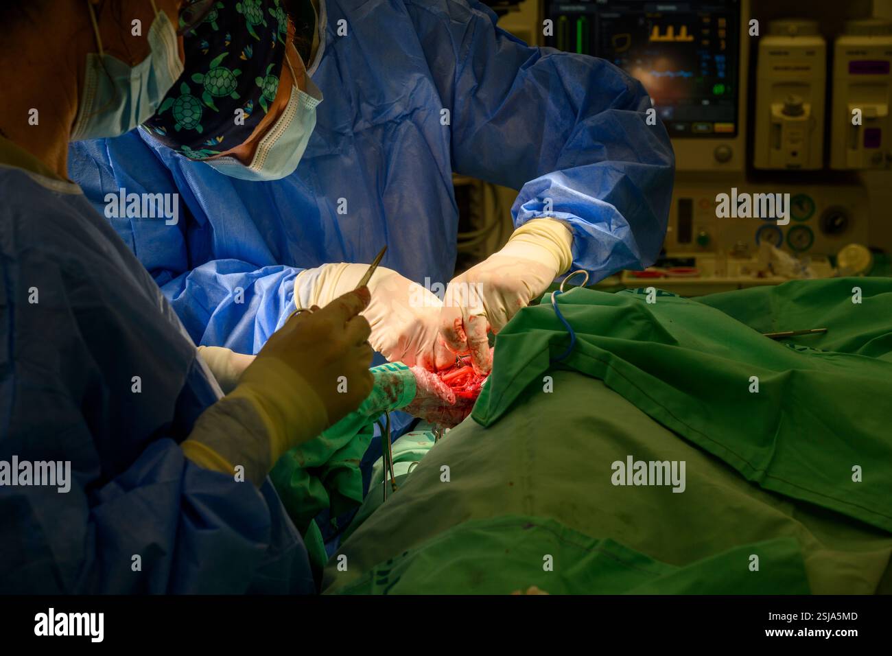 Le personnel chirurgical vétérinaire ampute l'aile d'un vautour griffon eurasien (Gyps fulvus) les chirurgiens vétérinaires dans un environnement stérile sont cutti Banque D'Images