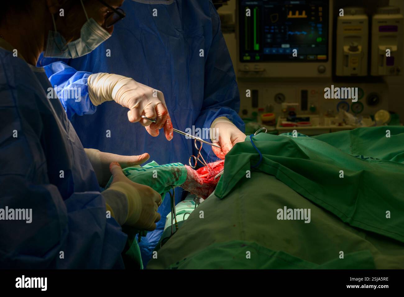 Le personnel chirurgical vétérinaire ampute l'aile d'un vautour griffon eurasien (Gyps fulvus) les chirurgiens vétérinaires dans un environnement stérile sont cutti Banque D'Images