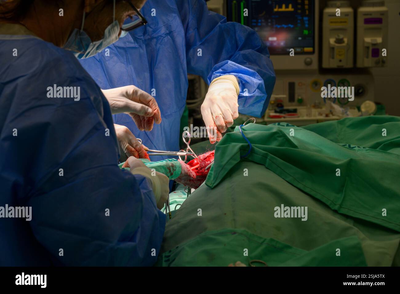Le personnel chirurgical vétérinaire ampute l'aile d'un vautour griffon eurasien (Gyps fulvus) les chirurgiens vétérinaires dans un environnement stérile sont cutti Banque D'Images