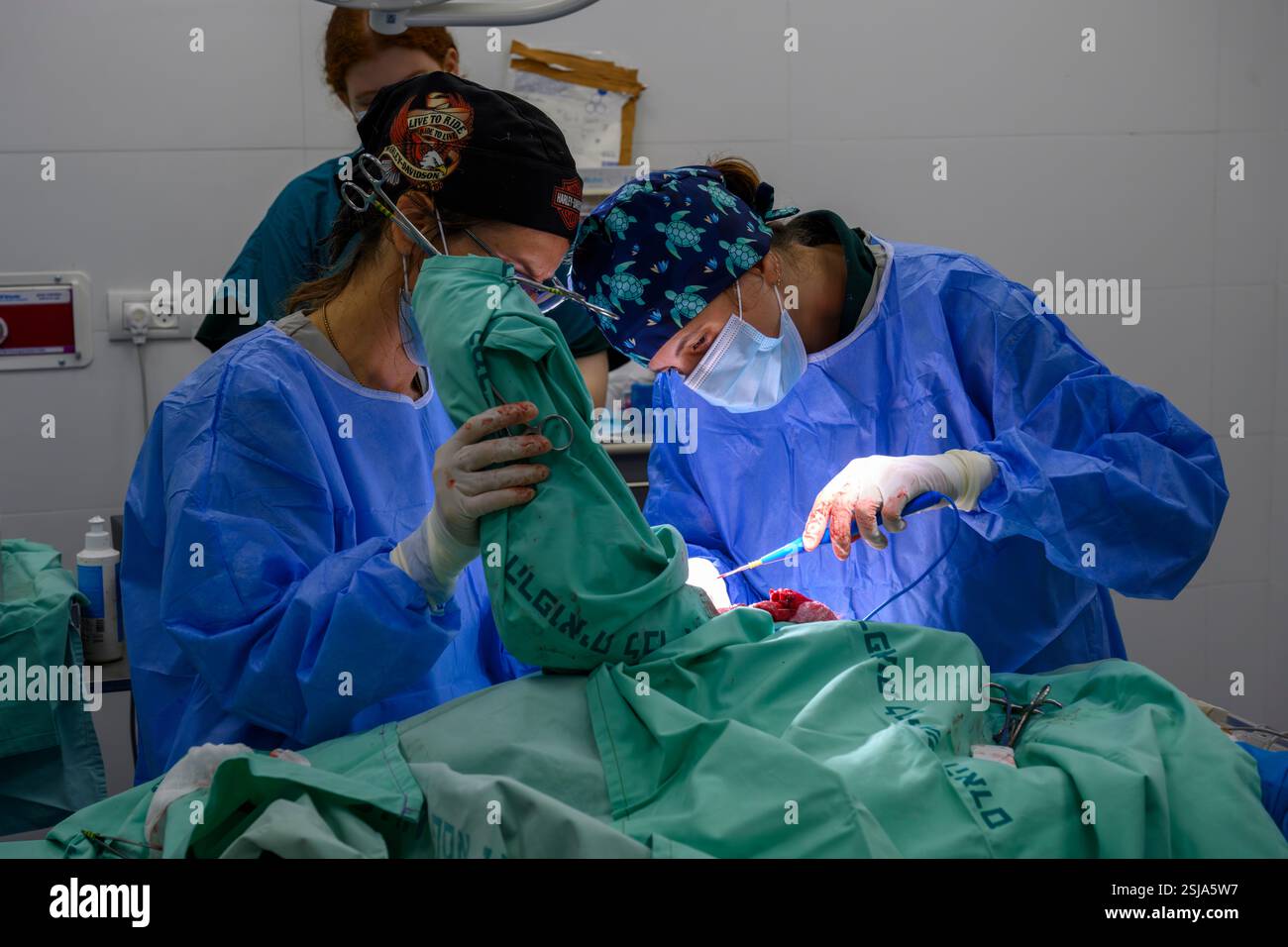 Le personnel chirurgical vétérinaire ampute l'aile d'un vautour griffon eurasien (Gyps fulvus) les chirurgiens vétérinaires dans un environnement stérile sont cutti Banque D'Images