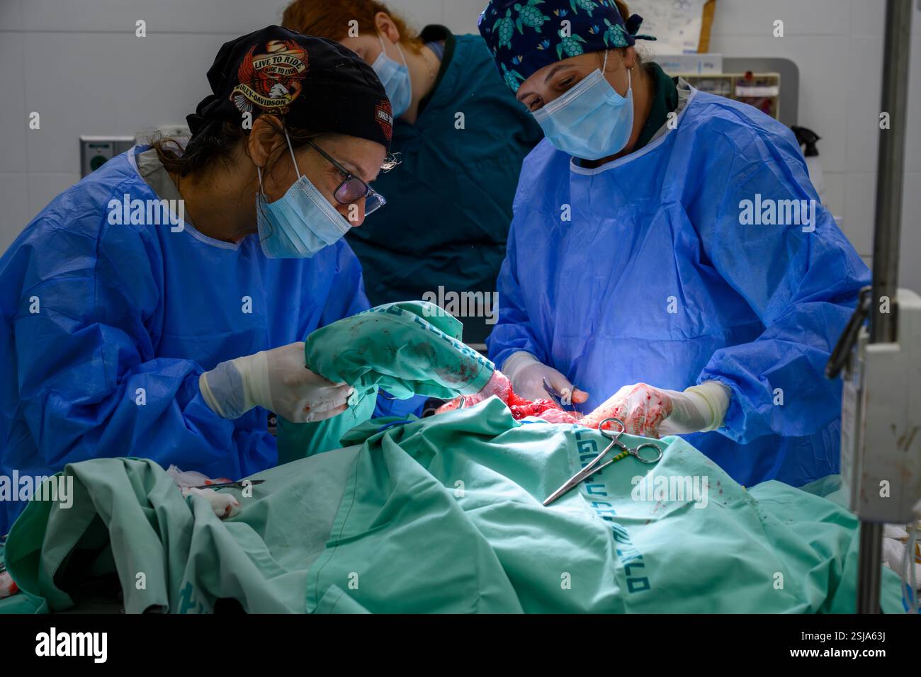 Le personnel chirurgical vétérinaire ampute l'aile d'un vautour griffon eurasien (Gyps fulvus) les chirurgiens vétérinaires dans un environnement stérile sont cutti Banque D'Images