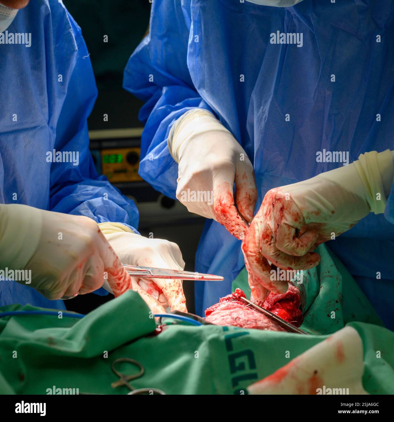 Le personnel chirurgical vétérinaire ampute l'aile d'un vautour griffon eurasien (Gyps fulvus) les chirurgiens vétérinaires dans un environnement stérile sont cutti Banque D'Images