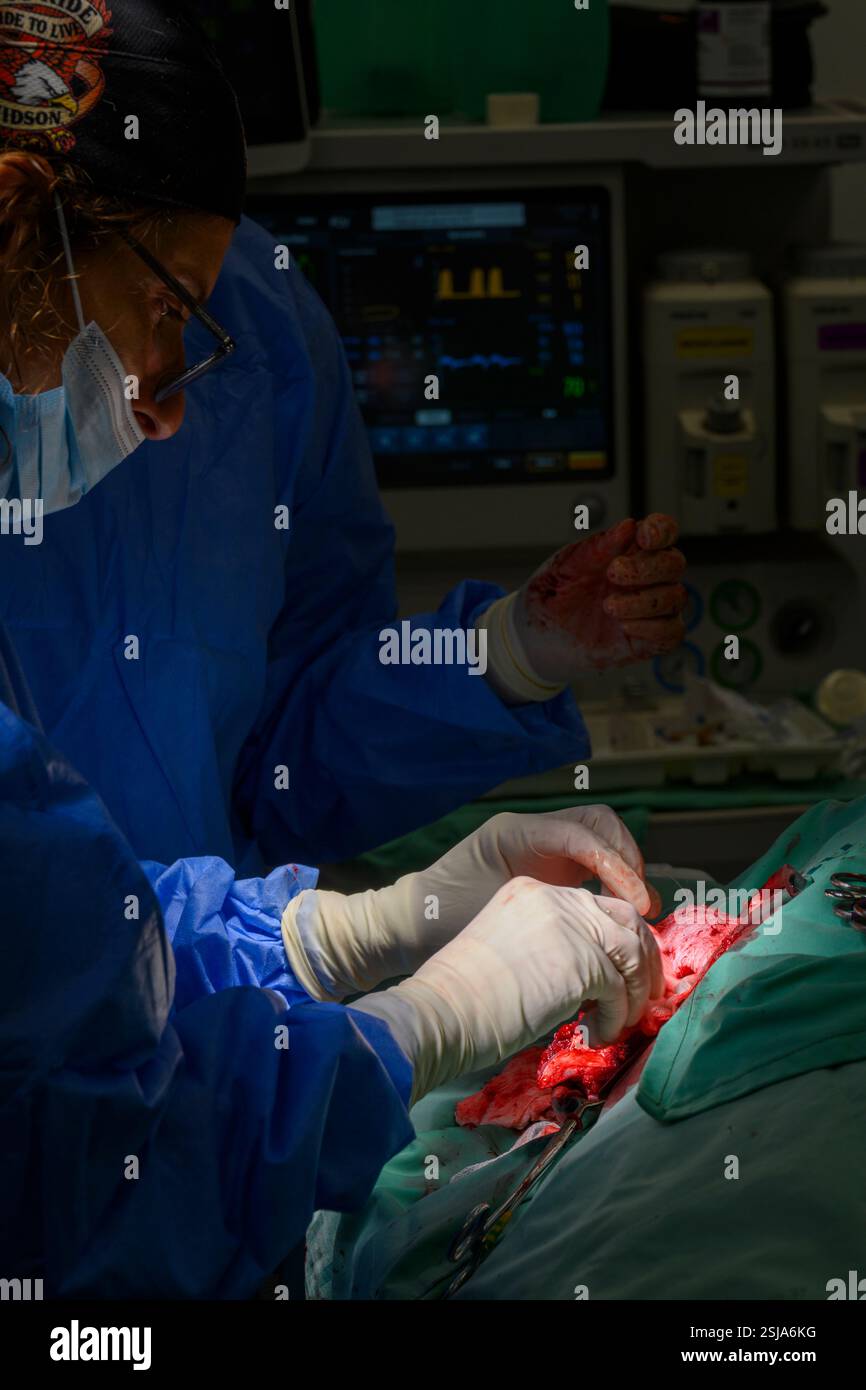 Le personnel chirurgical vétérinaire ampute l'aile d'un vautour griffon eurasien (Gyps fulvus) les chirurgiens vétérinaires dans un environnement stérile sont stitc Banque D'Images