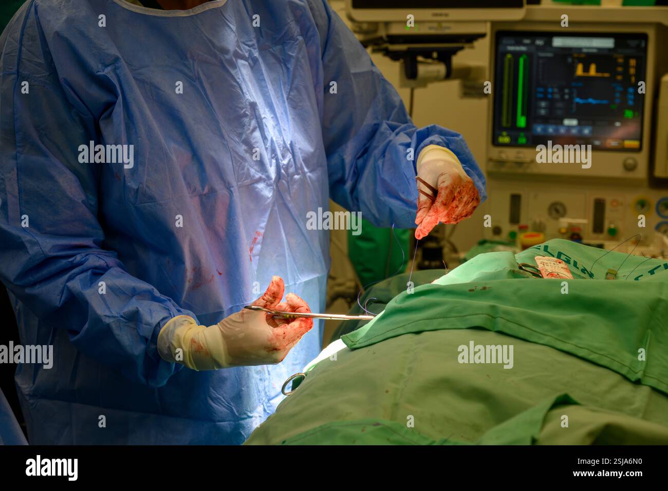 Le personnel chirurgical vétérinaire ampute l'aile d'un vautour griffon eurasien (Gyps fulvus) les chirurgiens vétérinaires dans un environnement stérile sont stitc Banque D'Images