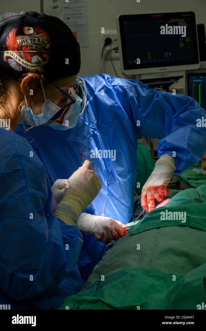 Le personnel chirurgical vétérinaire ampute l'aile d'un vautour griffon eurasien (Gyps fulvus) les chirurgiens vétérinaires dans un environnement stérile sont stitc Banque D'Images