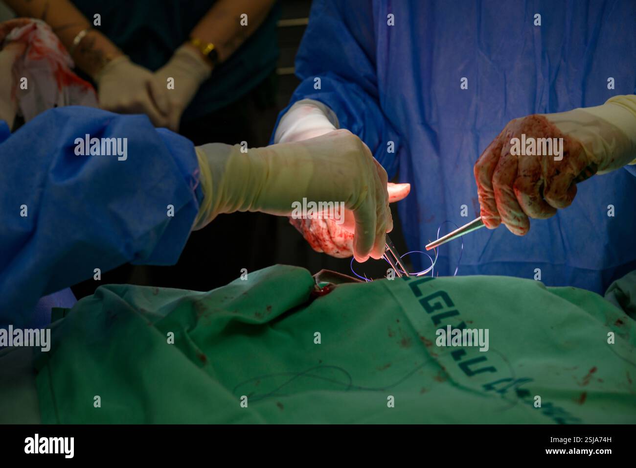 Le personnel chirurgical vétérinaire ampute l'aile d'un vautour griffon eurasien (Gyps fulvus) les chirurgiens vétérinaires dans un environnement stérile sont stitc Banque D'Images