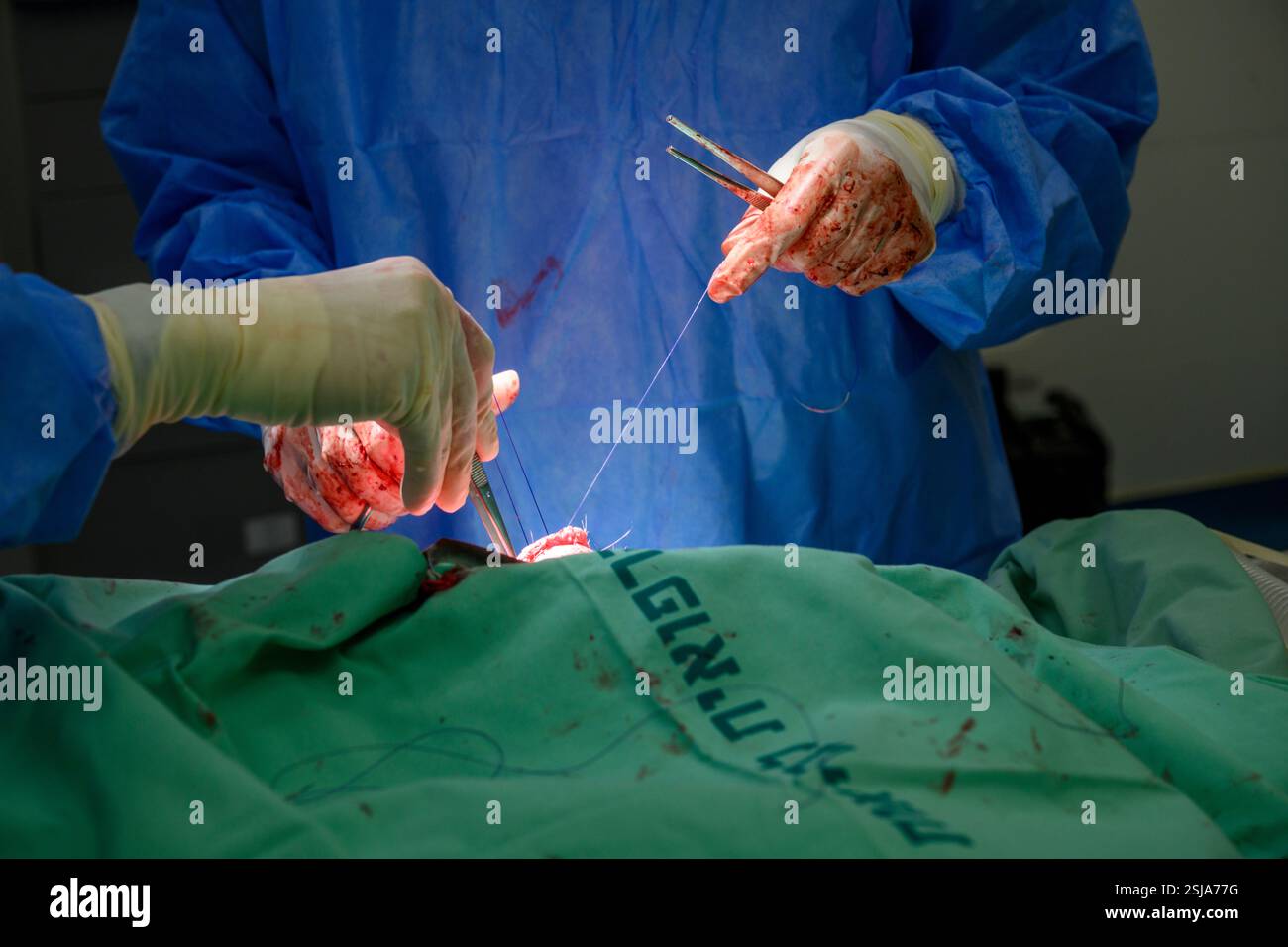 Le personnel chirurgical vétérinaire ampute l'aile d'un vautour griffon eurasien (Gyps fulvus) les chirurgiens vétérinaires dans un environnement stérile sont stitc Banque D'Images