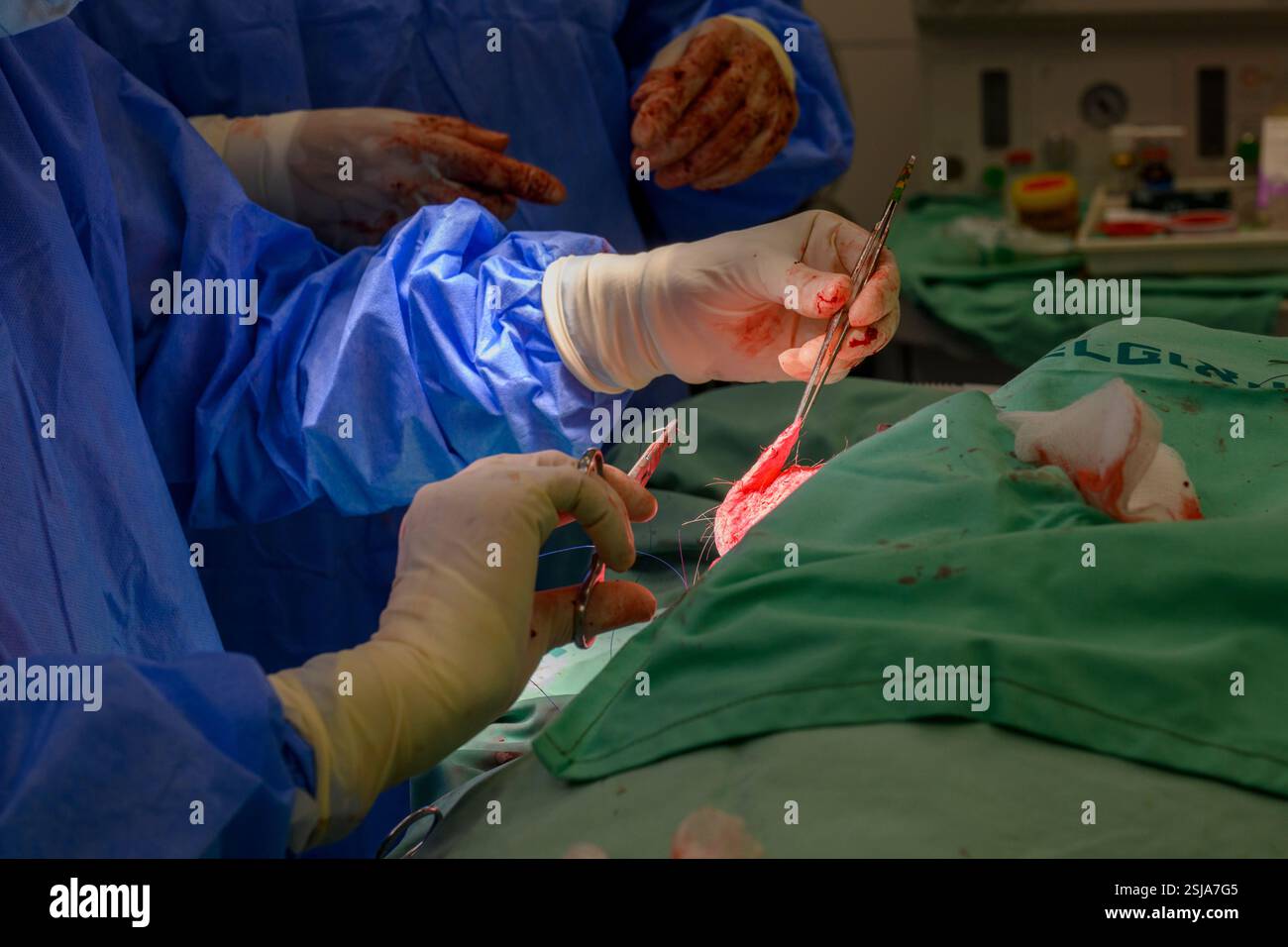 Le personnel chirurgical vétérinaire ampute l'aile d'un vautour griffon eurasien (Gyps fulvus) les chirurgiens vétérinaires dans un environnement stérile sont stitc Banque D'Images