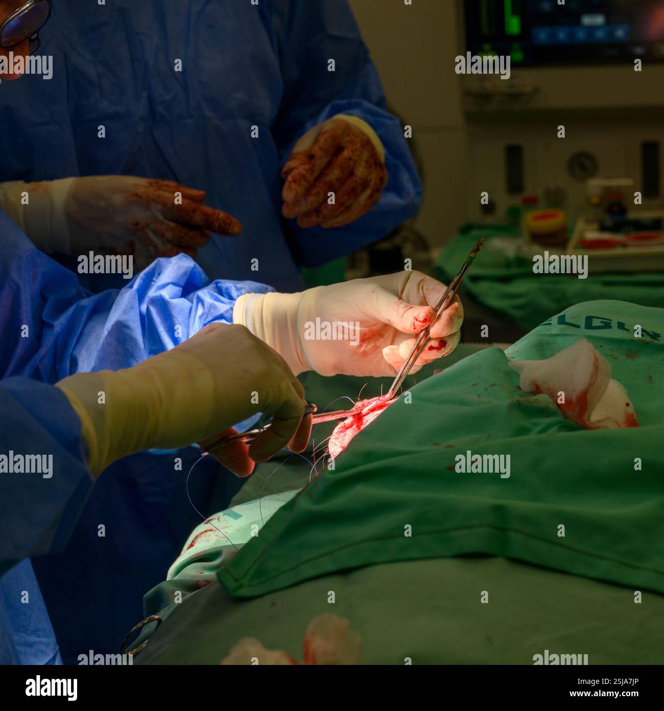 Le personnel chirurgical vétérinaire ampute l'aile d'un vautour griffon eurasien (Gyps fulvus) les chirurgiens vétérinaires dans un environnement stérile sont stitc Banque D'Images