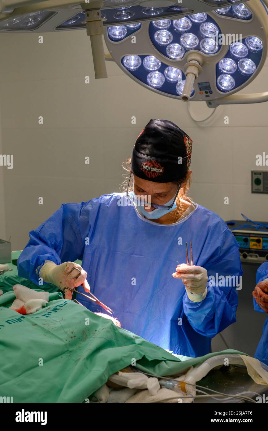 Le personnel chirurgical vétérinaire ampute l'aile d'un vautour griffon eurasien (Gyps fulvus) les chirurgiens vétérinaires dans un environnement stérile sont stitc Banque D'Images