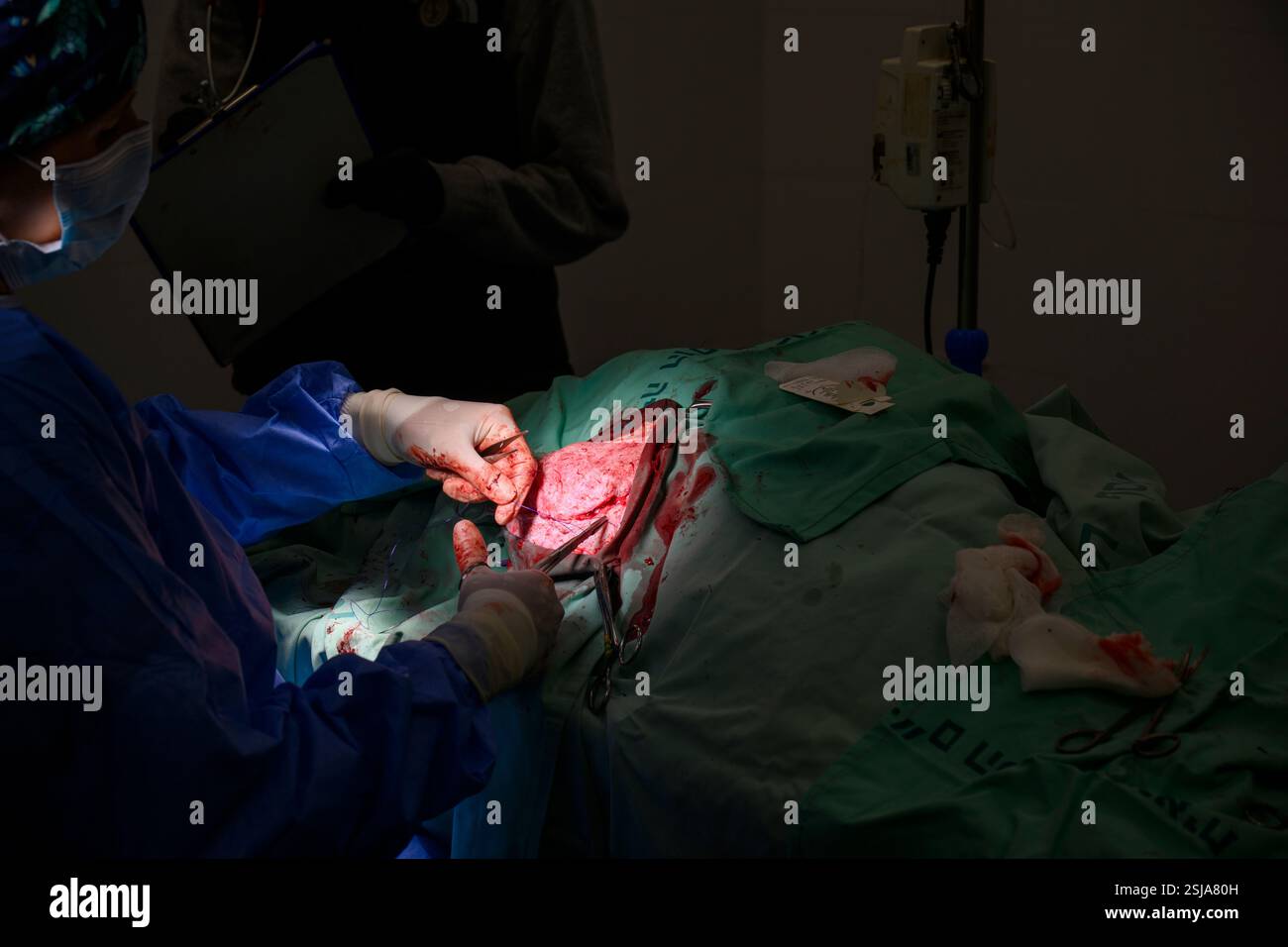 Le personnel chirurgical vétérinaire ampute l'aile d'un vautour griffon eurasien (Gyps fulvus) les chirurgiens vétérinaires dans un environnement stérile sont stitc Banque D'Images