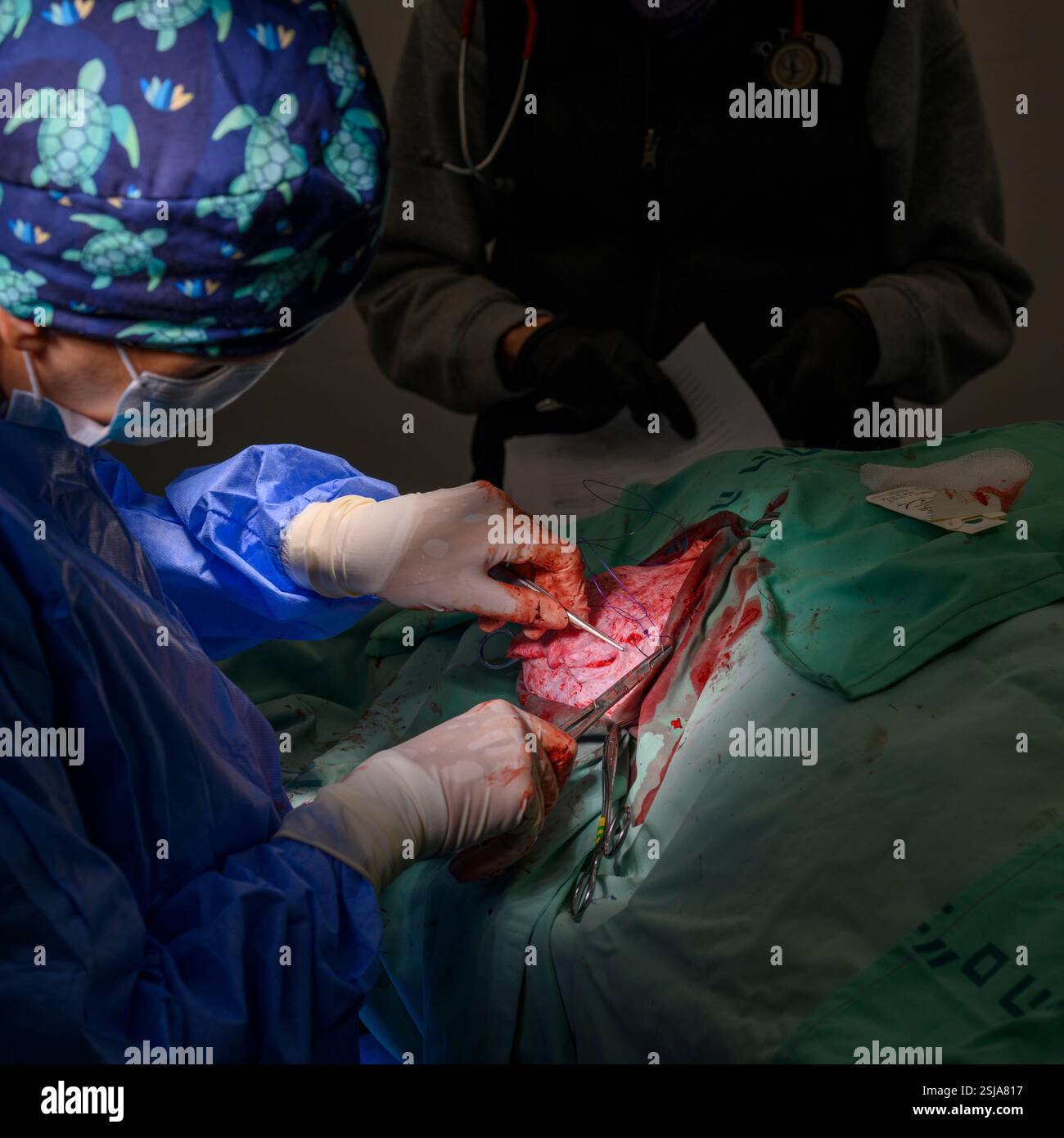 Le personnel chirurgical vétérinaire ampute l'aile d'un vautour griffon eurasien (Gyps fulvus) les chirurgiens vétérinaires dans un environnement stérile sont stitc Banque D'Images