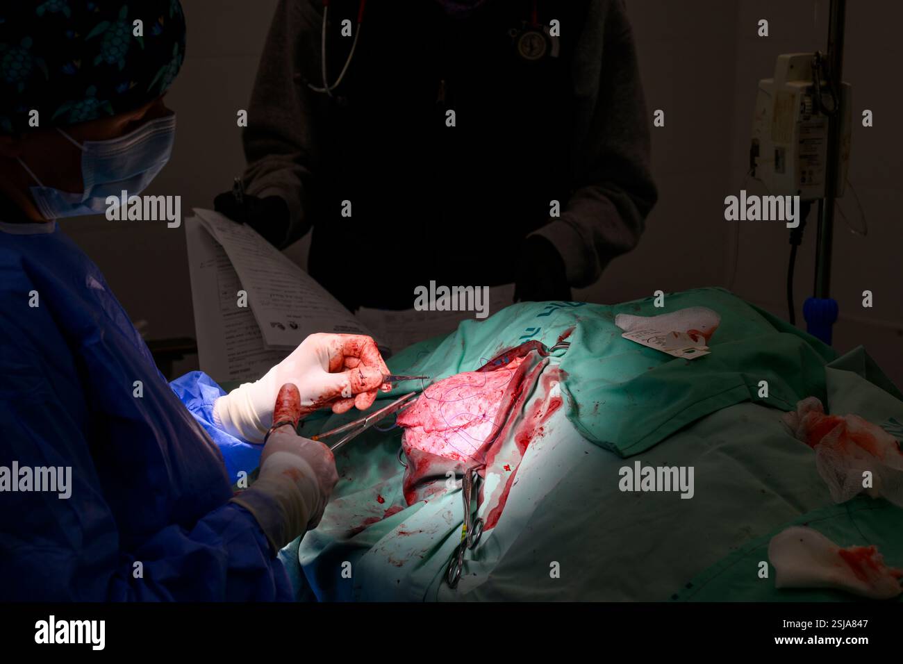 Le personnel chirurgical vétérinaire ampute l'aile d'un vautour griffon eurasien (Gyps fulvus) les chirurgiens vétérinaires dans un environnement stérile sont stitc Banque D'Images