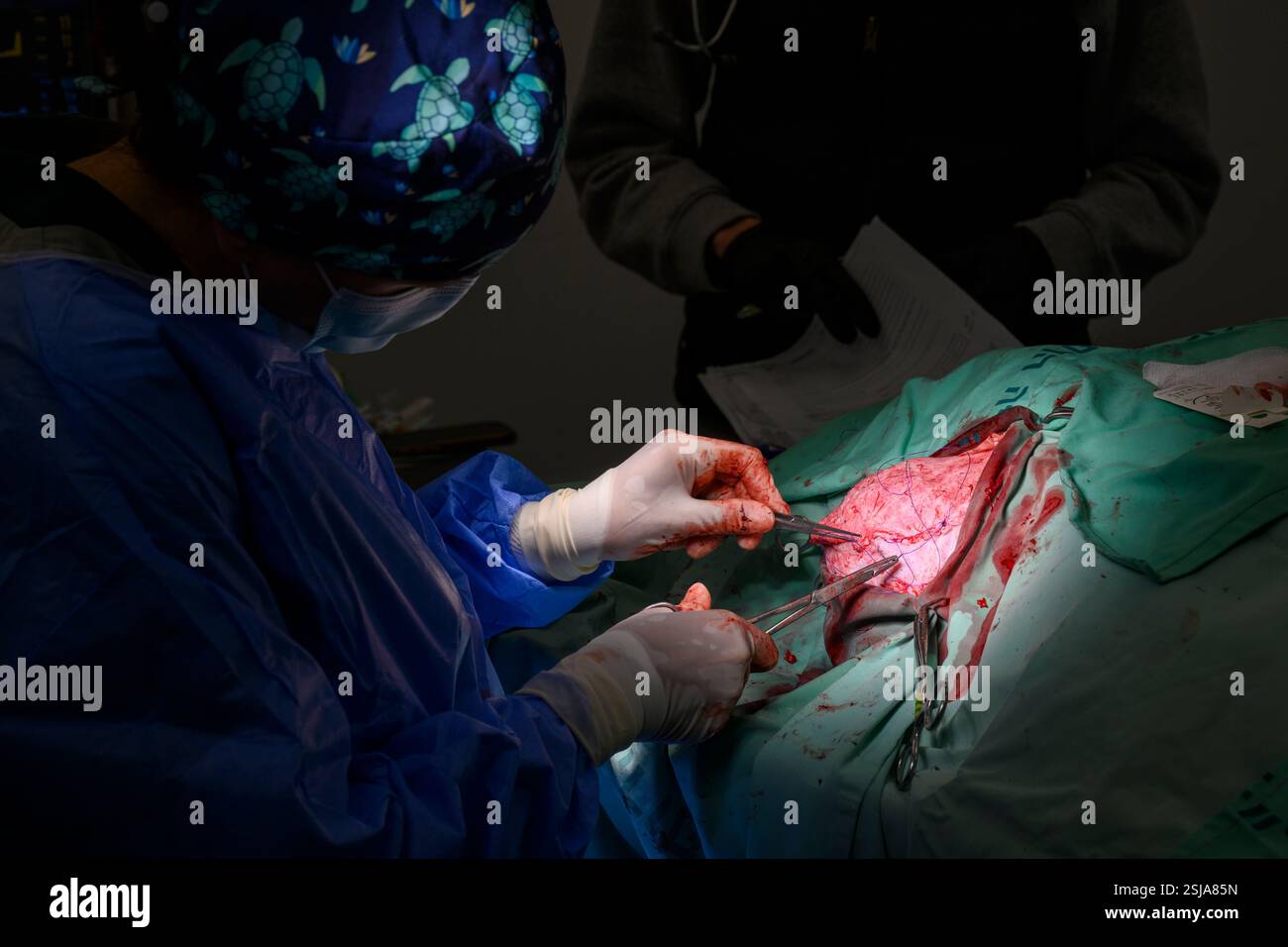 Le personnel chirurgical vétérinaire ampute l'aile d'un vautour griffon eurasien (Gyps fulvus) les chirurgiens vétérinaires dans un environnement stérile sont stitc Banque D'Images