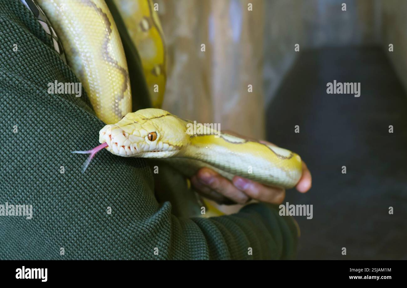 Gros plan d'un Python jaune pâle Albino Ball (Python Regius) avec humain Banque D'Images